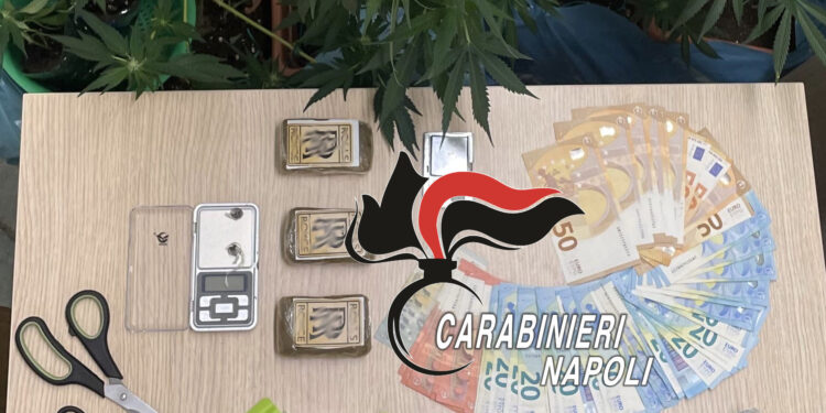 Forio d’Ischia: serra e droga in casa. Carabinieri arrestano coppia di pusher