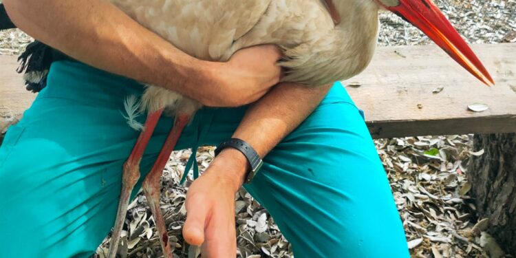 VIDEO-Una nuova vita per la cicogna bianca: liberata in natura dopo mesi di cure al CRAS “Federico II”