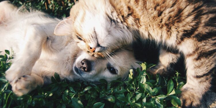 Benessere animale: classifica delle 10 realtà più importanti a livello europeo 