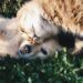 Benessere animale: classifica delle 10 realtà più importanti a livello europeo 