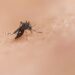 West Nile: nuovi casi a San Sebastiano al Vesuvio ed Ercolano