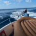 Ischia, scarcerato l’ingegnere 37enne accusato di aver speronato acquascooter della Polizia