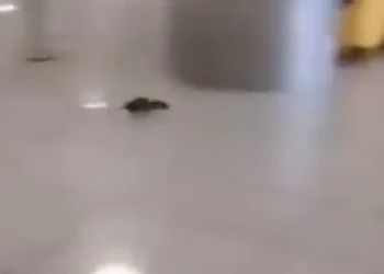 VIDEO-Topi all’aeroporto di Capodichino: le immagini virali sui social scatenano l’allarme igienico