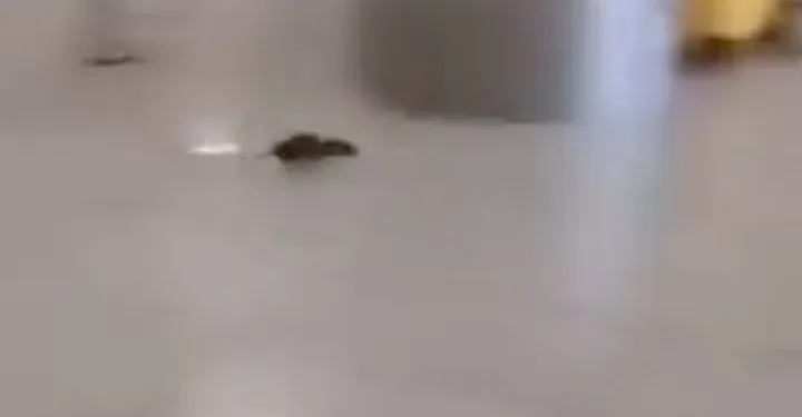 VIDEO-Topi all’aeroporto di Capodichino: le immagini virali sui social scatenano l’allarme igienico