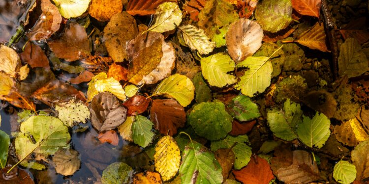 Perché le foglie cambiano colore e cadono in autunno