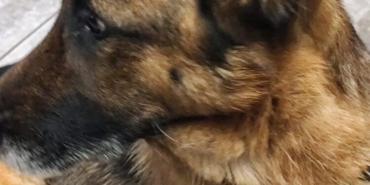 San Sebastiano al Vesuvio, trascina il cane per quasi 6 chilometri con una catena a strozzo: denunciati due uomini