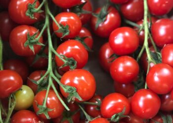 Epidemia di salmonella e pomodorini siciliani: cosa dicono i report dell’UE