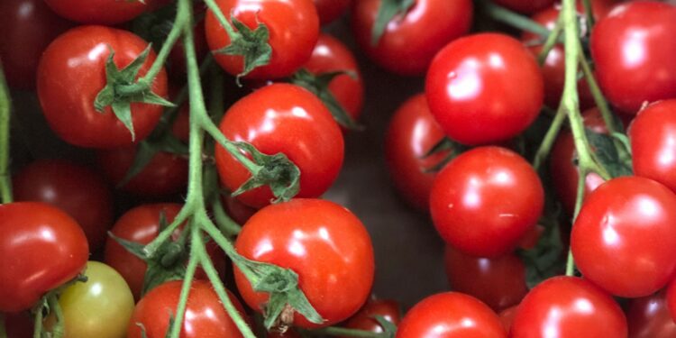 Epidemia di salmonella e pomodorini siciliani: cosa dicono i report dell’UE