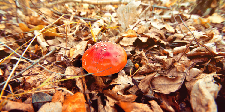 Funghi velenosi: come riconoscerli e prevenirne i rischi