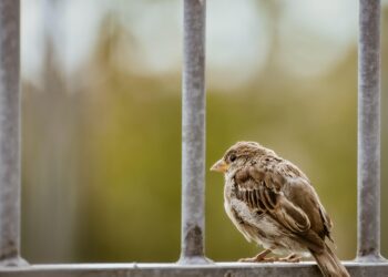 Spazi eleganti e sicuri con recinzioni in ferro moderne