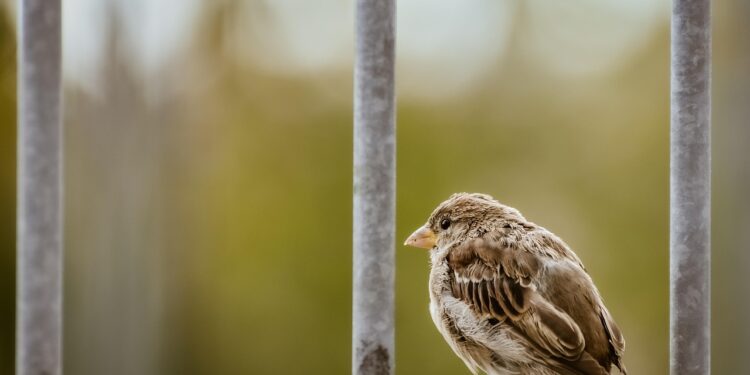 Spazi eleganti e sicuri con recinzioni in ferro moderne