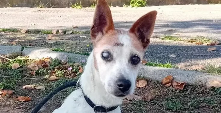 Jack, il Jack Russell cieco e sordo che cerca una famiglia: l’appello diventa virale