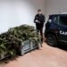Sant’Anastasia, sorpresi a confezionare droga: due arresti e sequestro record di 109 kg di marijuana
