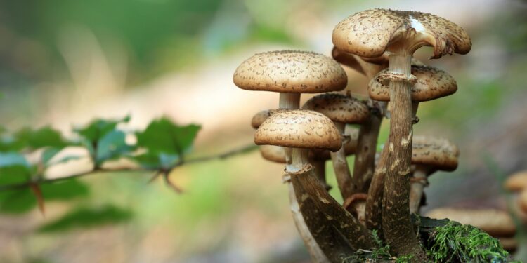 Intossicazione da funghi velenosi a Napoli: 25 casi in 5 giorni, allarme al Centro Antiveleni del Cardarelli