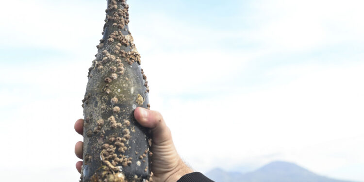 Napoli, dodici mesi di affinamento subacqueo: ecco i nuovi vini del mare di Cantine Carputo