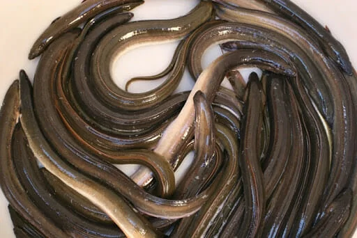 Pesca di frodo e commercio illegale di anguille: scoperta “pescheria” abusiva ad Acerra