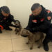 Due cani in stato di abbandono salvati dai carabinieri