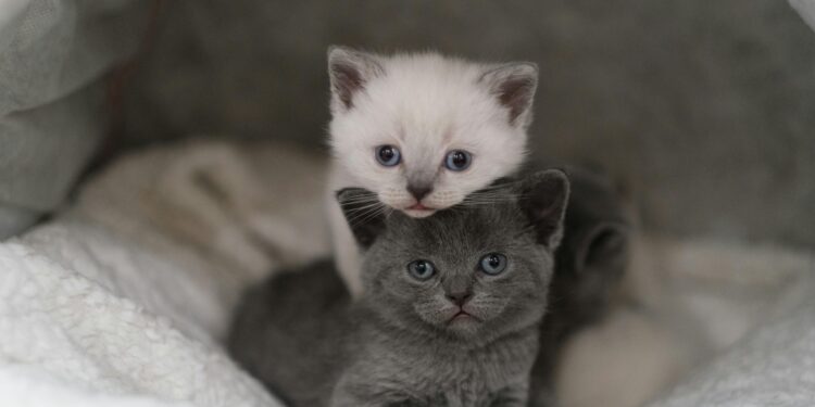 Proteggi il tuo piccolo felino: ecco come liberarti delle pulci nei gatti cuccioli