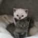Proteggi il tuo piccolo felino: ecco come liberarti delle pulci nei gatti cuccioli 