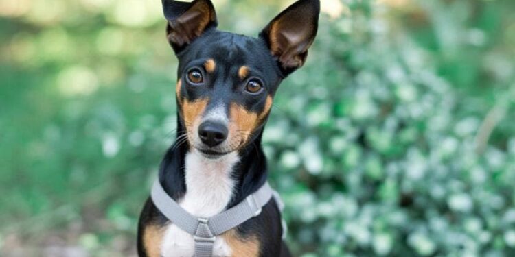 Incendio in un appartamento ai Quartieri Spagnoli: famiglia salvata dal cane Rocky