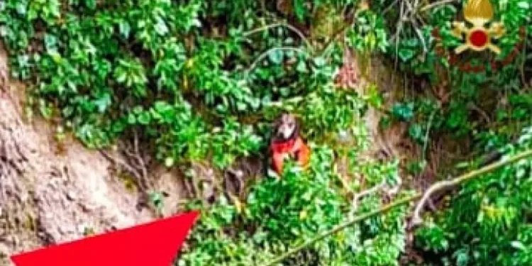 Cane cade in un dirupo durante una battuta di caccia: salvato dai Vigili del Fuoco