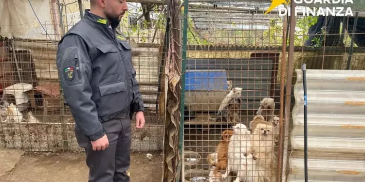 Ercolano, scoperto e sequestrato allevamento abusivo di cani: 43 animali in condizioni disumane, denunciato 25enne