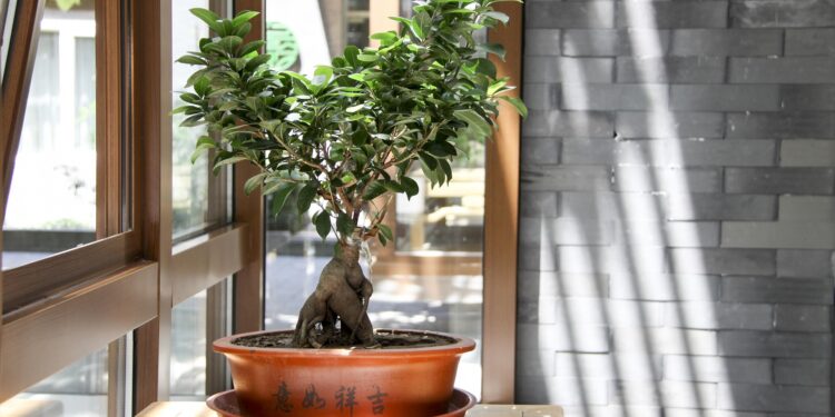 Bonsai da interno: l’arte giapponese che porta equilibrio in casa