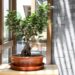 Bonsai da interno: l’arte giapponese che porta equilibrio in casa