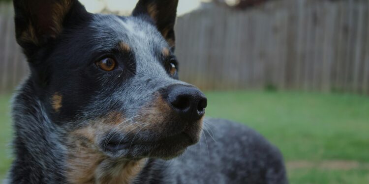 Schiacciato da un tronco, 57enne campano salvato dal cane “Bella”