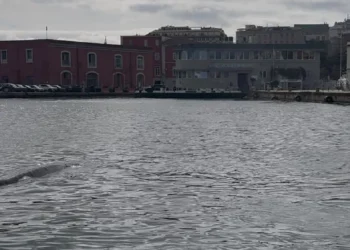 Una balenottera nel porto di Napoli: tra immagini virali, stupore e interventi per riportarla in mare aperto
