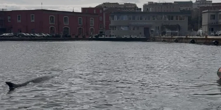 Una balenottera nel porto di Napoli: tra immagini virali, stupore e interventi per riportarla in mare aperto