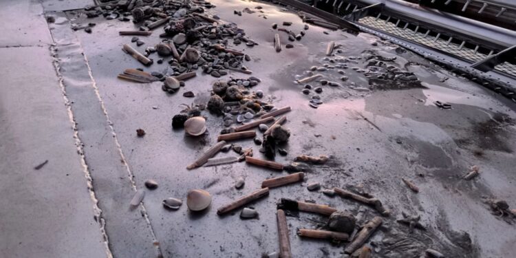 Cannolicchi in pericolo di estinzione sulla costa salernitana: Genenvet studia le cause