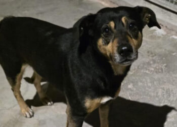 Virale sui social la storia di Diego, il cane corre dietro all’ambulanza per non lasciare il suo padrone