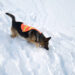 Colmar, il cane da valanga, ritrova escursionista sepolto nella neve