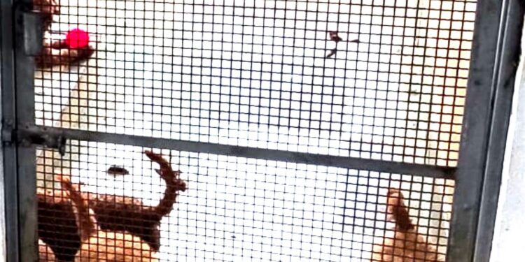 VIDEO-Villaricca: canile lager sul solaio e vendita sui social, sequestrati 26 barboncini toy