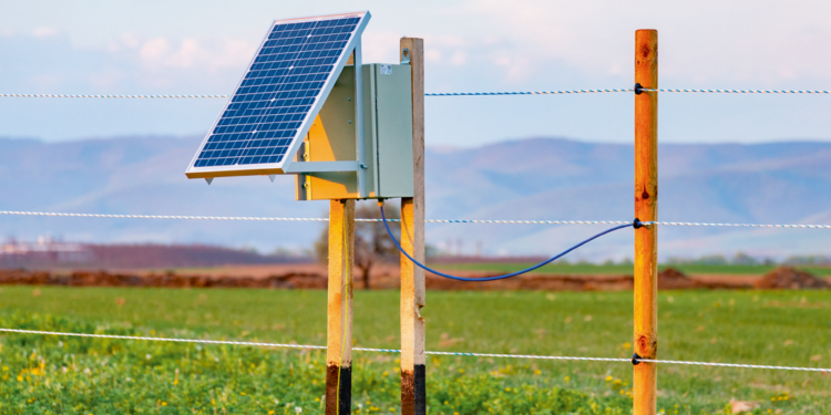 Il recinto elettrico al servizio della natura – come contribuisce al pascolo sostenibile e alla conservazione della biodiversità