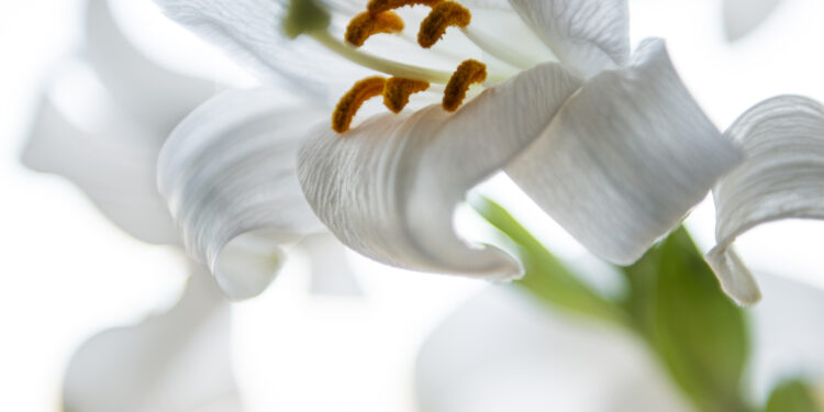 20 marzo 1981: 30enne vittima di un “delitto d’onore”, uccisa perché innamorata di un carabiniere