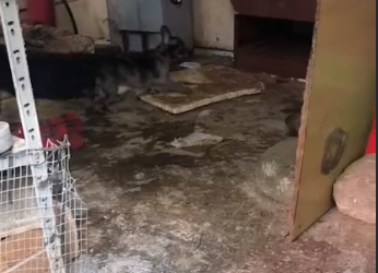 Secondigliano, blitz delle guardie zoofile: sequestrati cani e tartarughe