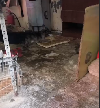 Secondigliano, blitz delle guardie zoofile: sequestrati cani e tartarughe