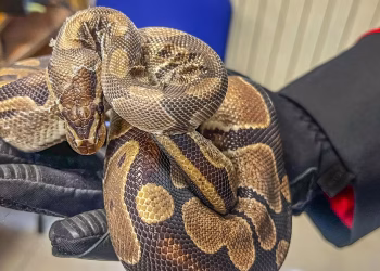 Casa-discarica nel Casertano: tre bambini costretti a vivere tra rifiuti, animali e degrado
