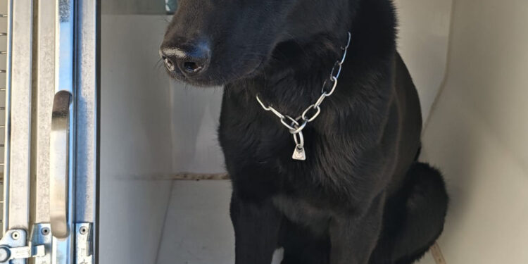 Castellammare: cane antidroga trova stupefacenti in casa, arrestata un’intera famiglia