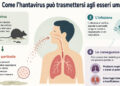 Hantavirus, cos’è il virus trasmesso dai roditori: sintomi, contagio e rischi da conoscere