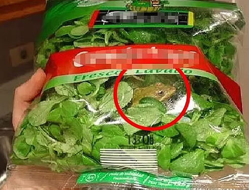 Preparano la cena e trovano una rana viva nell’insalata: choc dopo l’apertura della confezione sigillata