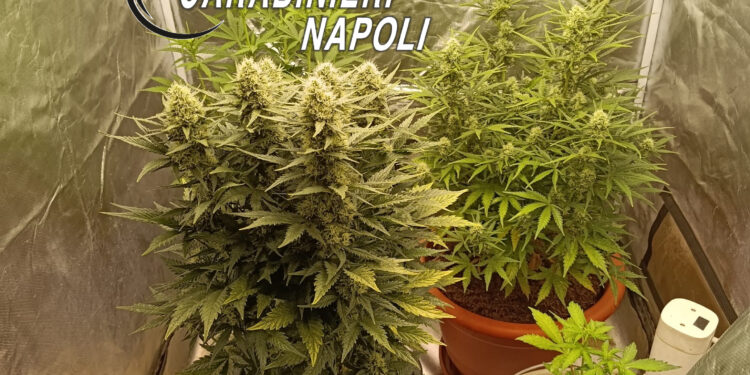 Controlli dei Carabinieri: serra di marijuana in casa, arrestato un 32enne