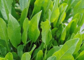 Erba di San Pietro, la pianta che fiorisce il 29 giugno: storia, proprietà e tradizioni di un’antica erba officinale