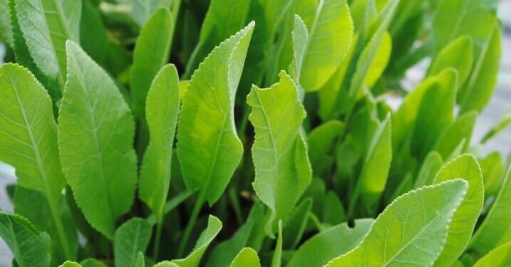Erba di San Pietro, la pianta che fiorisce il 29 giugno: storia, proprietà e tradizioni di un’antica erba officinale