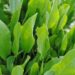Erba di San Pietro, la pianta che fiorisce il 29 giugno: storia, proprietà e tradizioni di un’antica erba officinale
