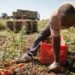Caporalato nell’Agro Aversano, arrestati due imprenditori: braccianti sfruttati fino a 14 ore al giorno per 3 euro l’ora