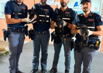 Tre cucciole salvate dalla Polizia a Napoli: erano senza acqua né cibo in un’area dismessa