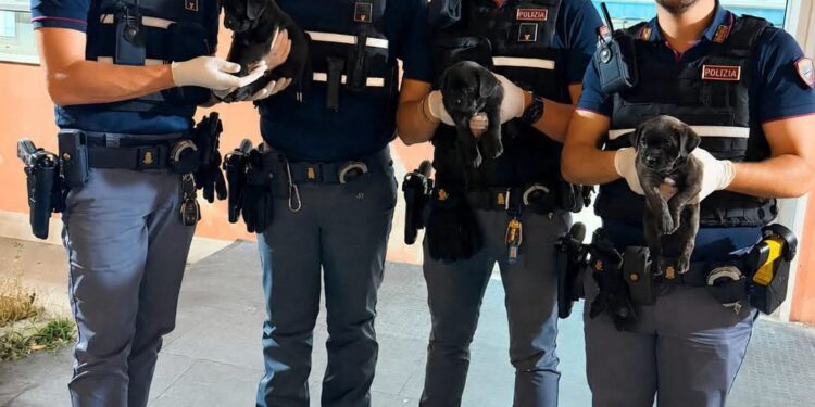 Tre cucciole salvate dalla Polizia a Napoli: erano senza acqua né cibo in un’area dismessa
